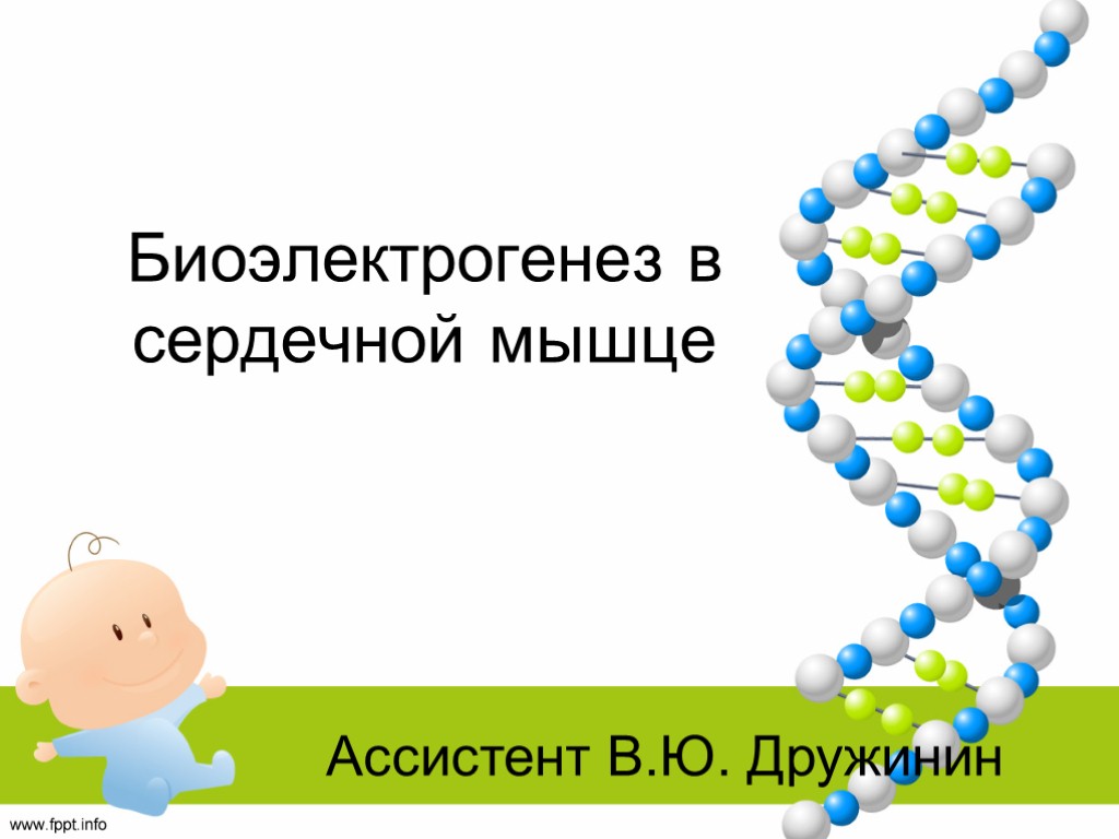 Биоэлектрогенез в сердечной мышце Ассистент В.Ю. Дружинин